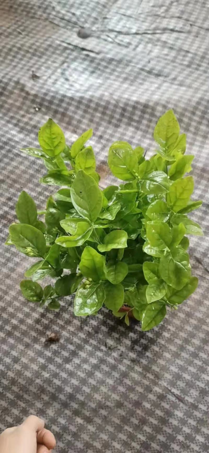 茉莉花苗盆栽带花苞九里香老桩水培花卉大全绿植物室内四