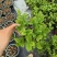 茉莉花苗盆栽带花苞九里香老桩水培花卉大全绿植物室内四