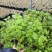 茉莉花苗盆栽带花苞九里香老桩水培花卉大全绿植物室内四