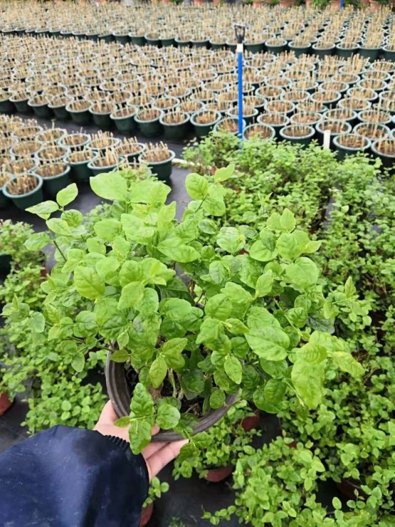 茉莉花苗盆栽带花苞九里香老桩水培花卉大全绿植物室内四
