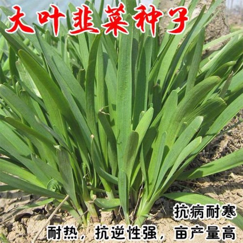 冬棚傲雪韭菜种子抗寒抗病高产蔬菜种子四季种植多次采韭菜籽