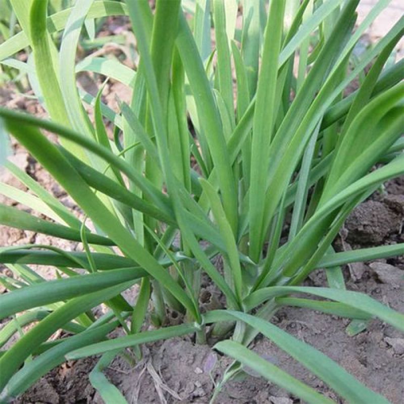 冬棚傲雪韭菜种子抗寒抗病高产蔬菜种子四季种植多次采韭菜籽