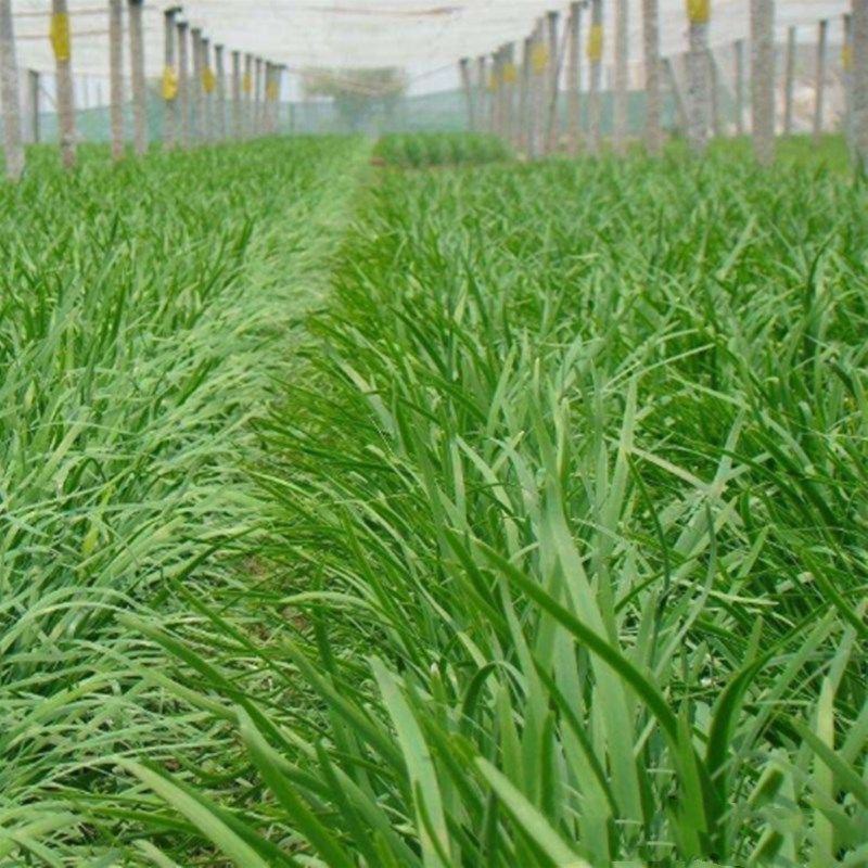 冬棚傲雪韭菜种子抗寒抗病高产蔬菜种子四季种植多次采韭菜籽