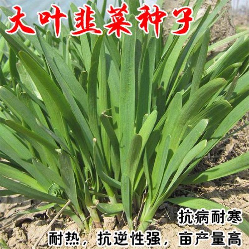 冬棚傲雪韭菜种子抗寒抗病高产蔬菜种子四季种植多次采韭菜籽