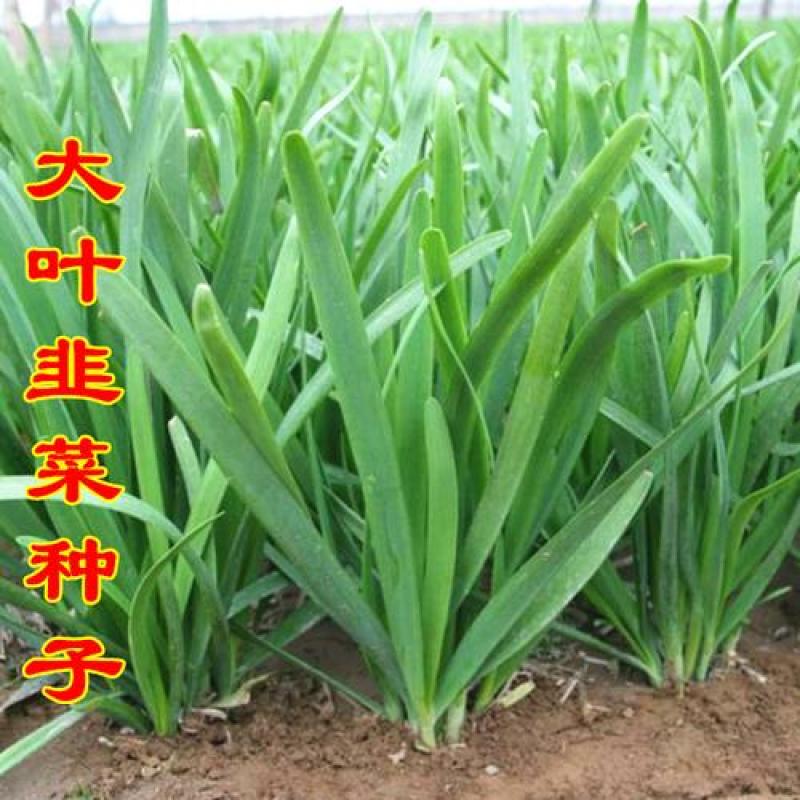 冬棚傲雪韭菜种子抗寒抗病高产蔬菜种子四季种植多次采韭菜籽
