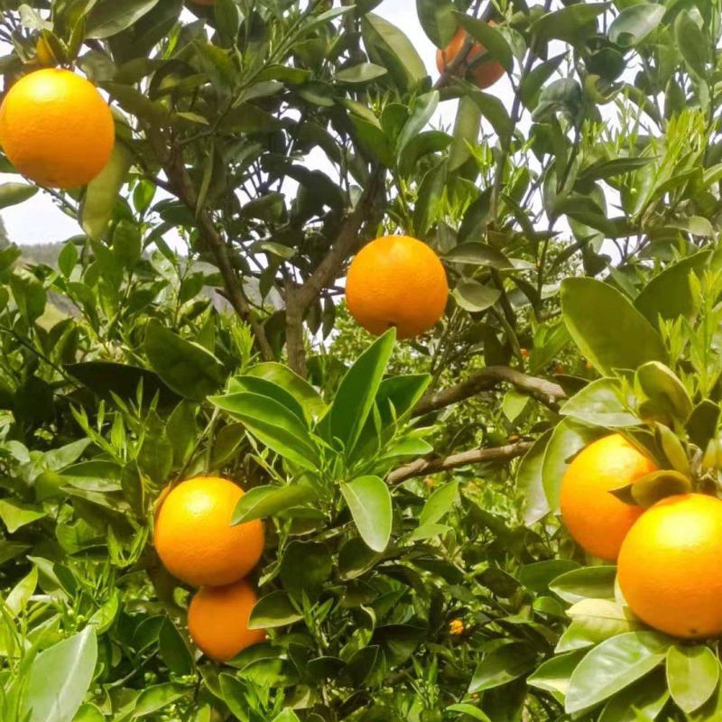 清江橙子
