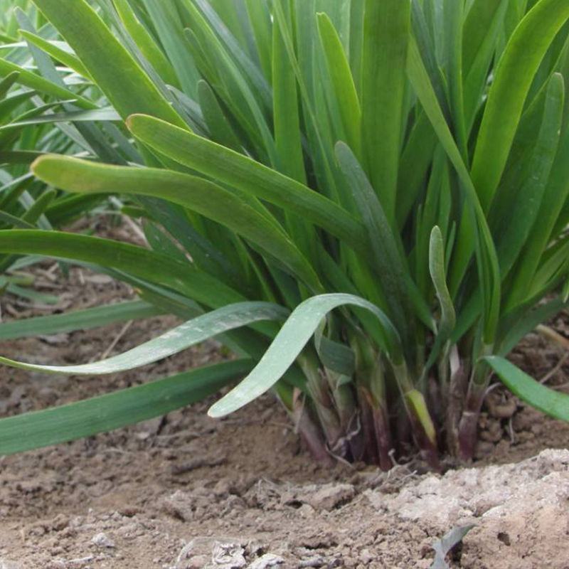 红根韭菜籽种宽叶独根红高产耐寒抗病大棚露天杂交蔬菜种子