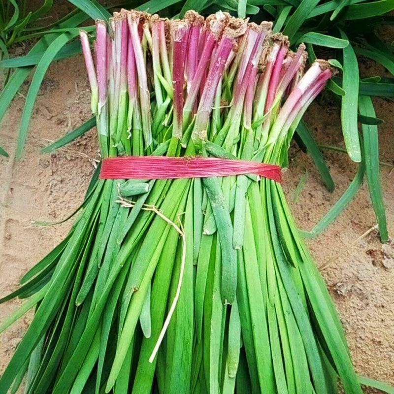 红根韭菜籽种宽叶独根红高产耐寒抗病大棚露天杂交蔬菜种子