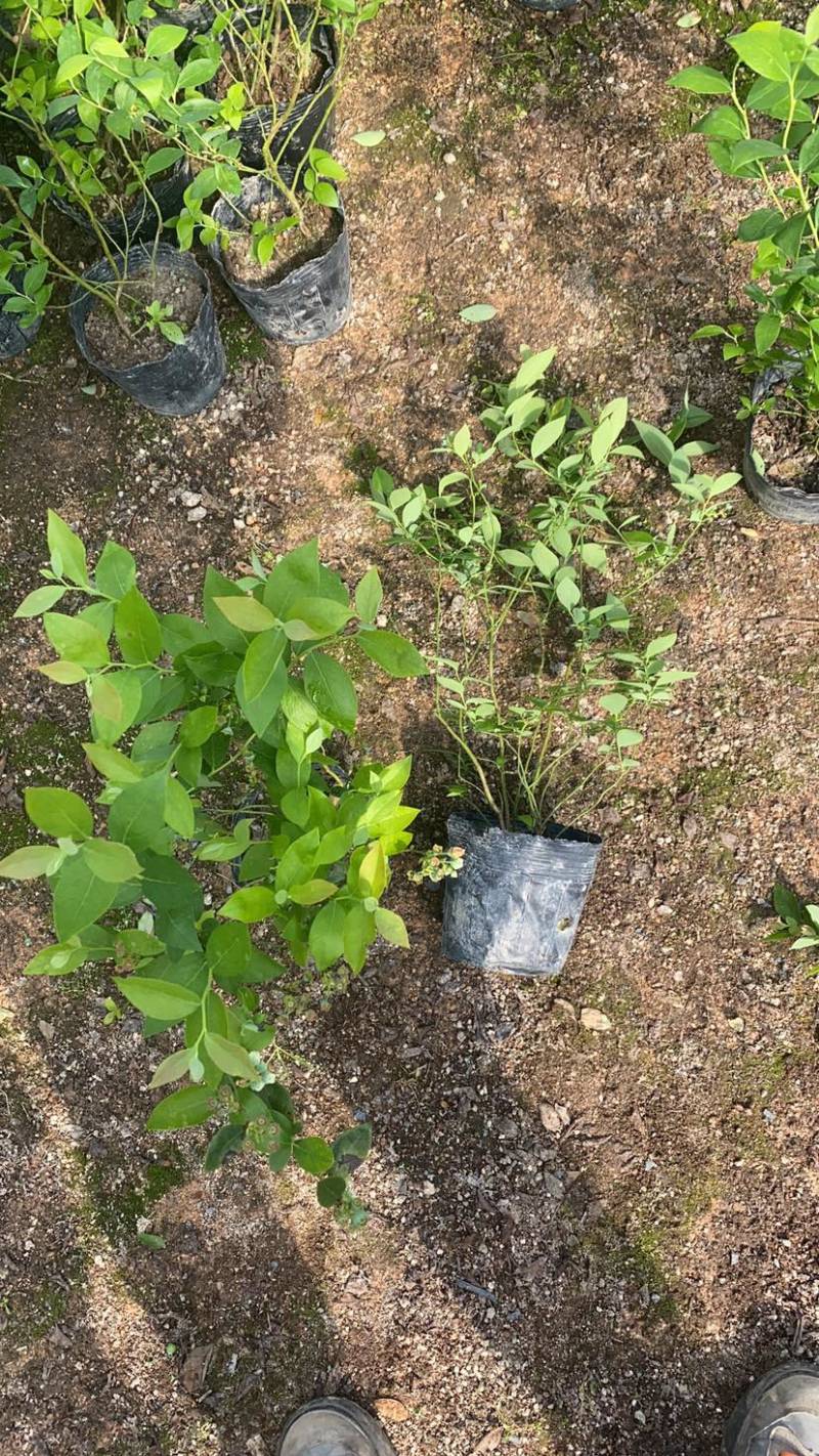 瑞卡蓝莓苗基地直发一件起批大件150颗小件80颗