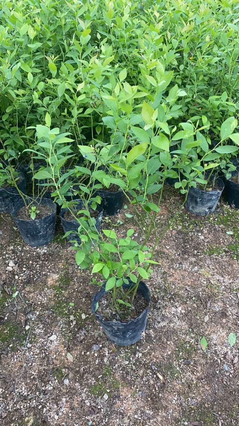 瑞卡蓝莓苗基地直发一件起批大件150颗小件80颗