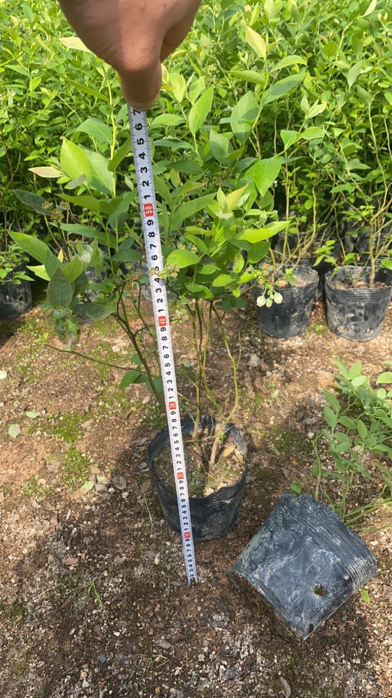 瑞卡蓝莓苗基地直发一件起批大件150颗小件80颗