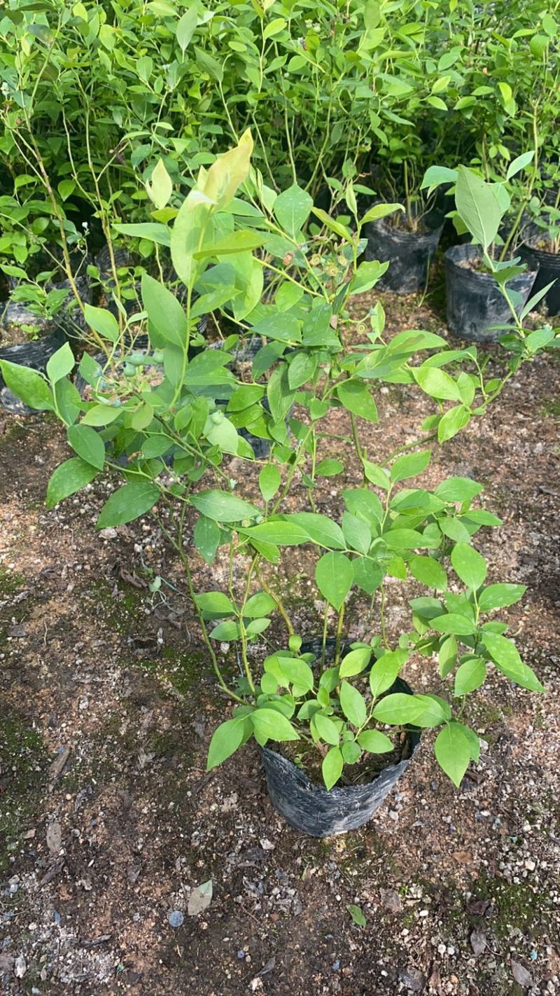 瑞卡蓝莓苗基地直发一件起批大件150颗小件80颗