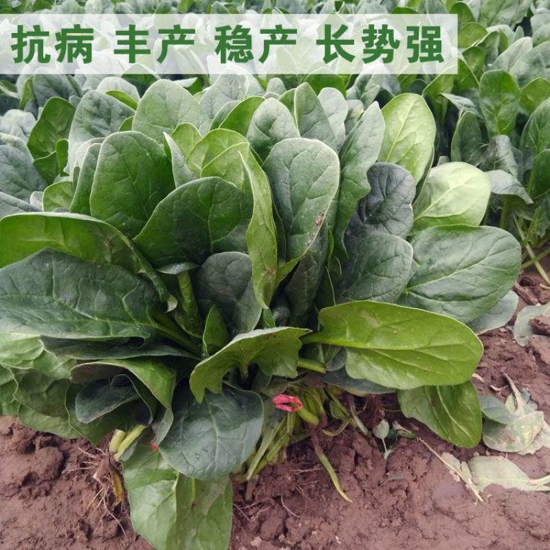 菠菜种子黑龙611菠菜种籽黑美人菠菜籽春秋冬季大棚种植