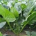 大禹牌夏日娇子菠菜种子春夏秋季菠菜种子抗病耐热寒菠菜种籽