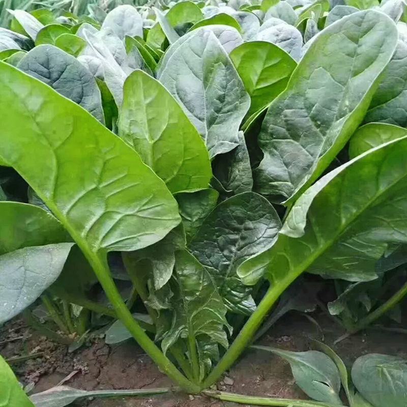 大禹牌夏日娇子菠菜种子春夏秋季菠菜种子抗病耐热寒菠菜种籽