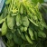 大禹牌夏日娇子菠菜种子春夏秋季菠菜种子抗病耐热寒菠菜种籽