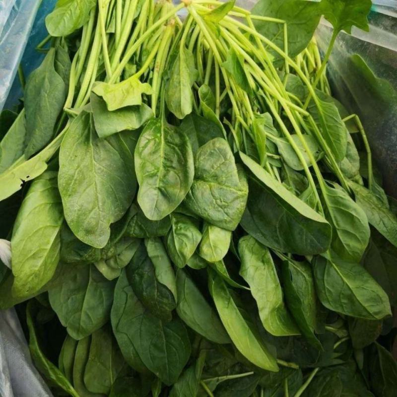 大禹牌夏日娇子菠菜种子春夏秋季菠菜种子抗病耐热寒菠菜种籽