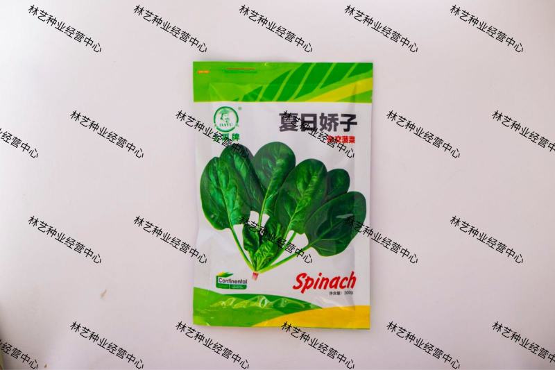 大禹牌夏日娇子菠菜种子春夏秋季菠菜种子抗病耐热寒菠菜种籽