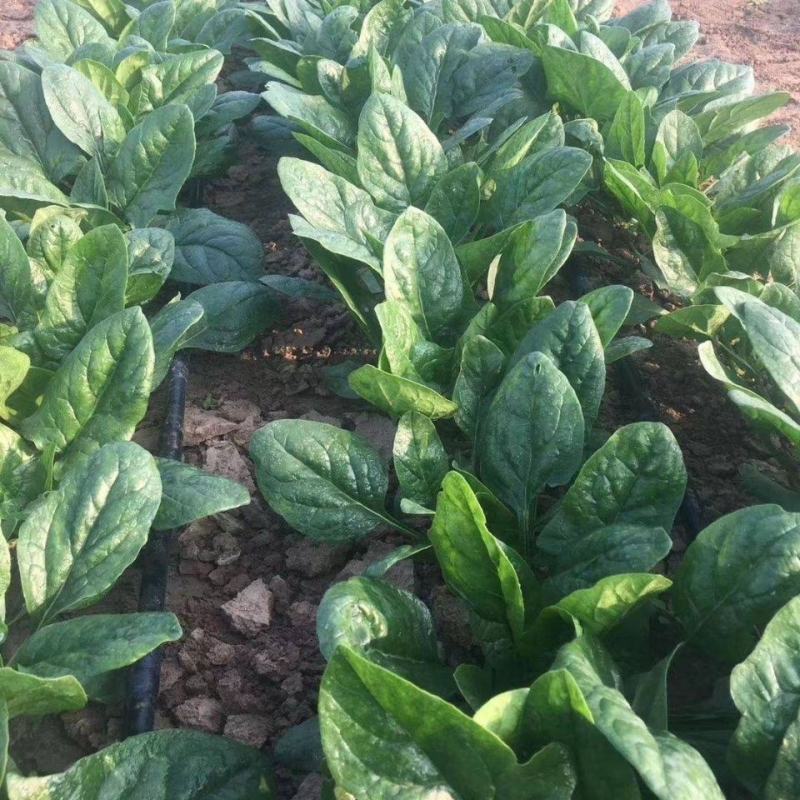 大禹牌夏日娇子菠菜种子春夏秋季菠菜种子抗病耐热寒菠菜种籽