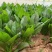 大禹牌夏日娇子菠菜种子春夏秋季菠菜种子抗病耐热寒菠菜种籽