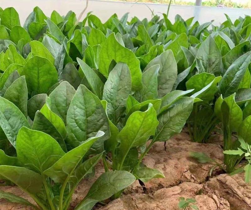 大禹牌夏日娇子菠菜种子春夏秋季菠菜种子抗病耐热寒菠菜种籽