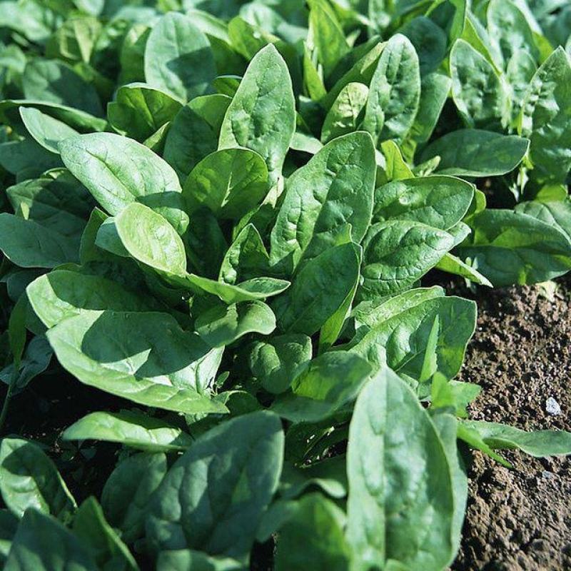 夏莫尔抗热杂交菠菜种子抗病型大圆叶红根菠菜种籽四季播种