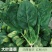 夏莫尔抗热杂交菠菜种子抗病型大圆叶红根菠菜种籽四季播种