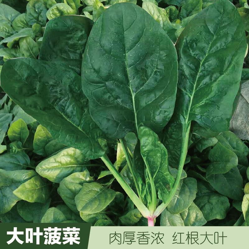 夏莫尔抗热杂交菠菜种子抗病型大圆叶红根菠菜种籽四季播种