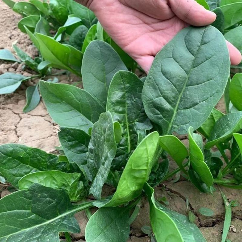 夏莫尔抗热杂交菠菜种子抗病型大圆叶红根菠菜种籽四季播种