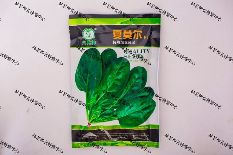 夏莫尔抗热杂交菠菜种子抗病型大圆叶红根菠菜种籽四季播种