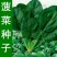 夏莫尔抗热杂交菠菜种子抗病型大圆叶红根菠菜种籽四季播种