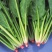 夏莫尔抗热杂交菠菜种子抗病型大圆叶红根菠菜种籽四季播种