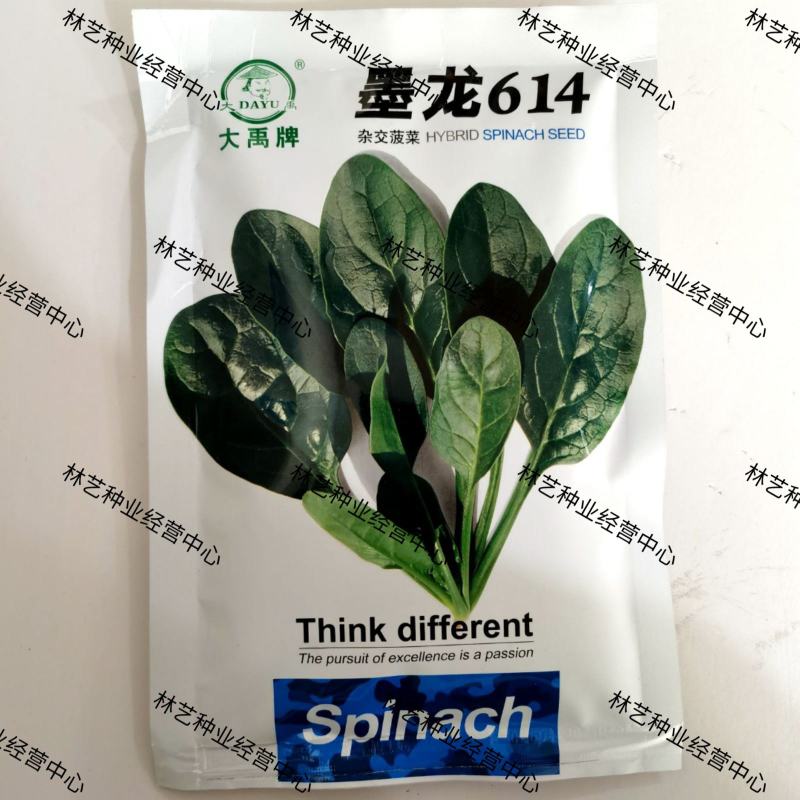 大禹墨龙614菠菜种子大叶种子四季蔬菜春秋冬阳台耐寒种籽