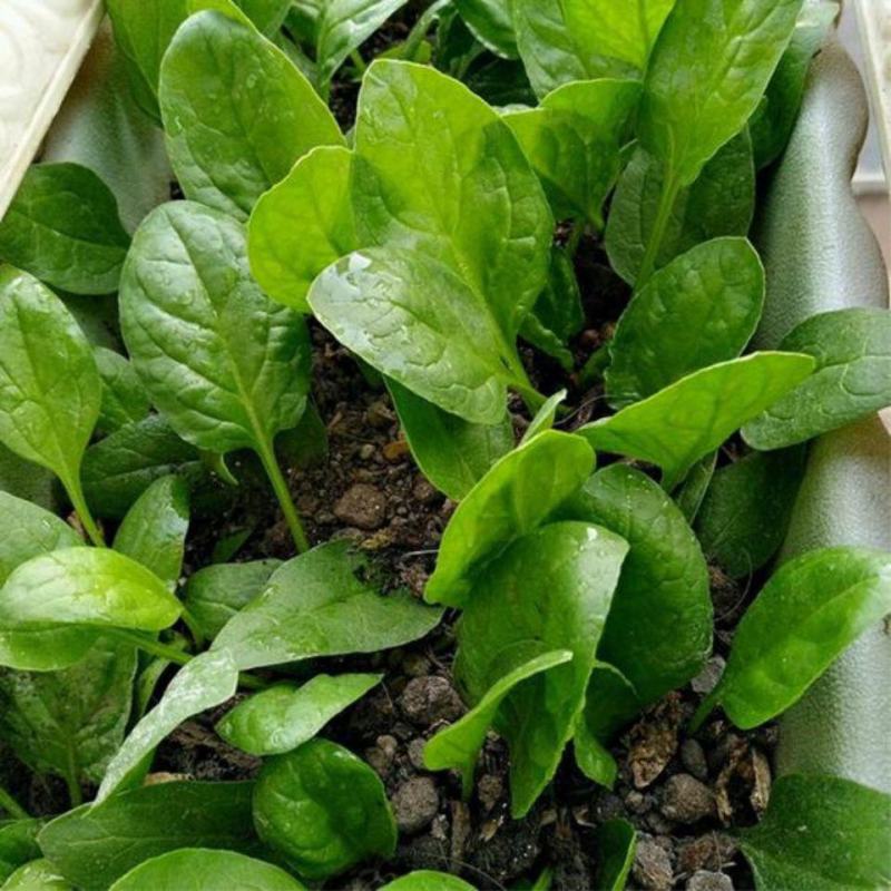 禧雅娜大叶菠菜种子大全菠菜种籽春秋冬四季农家蔬菜菠菜籽种