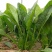 禧雅娜大叶菠菜种子大全菠菜种籽春秋冬四季农家蔬菜菠菜籽种