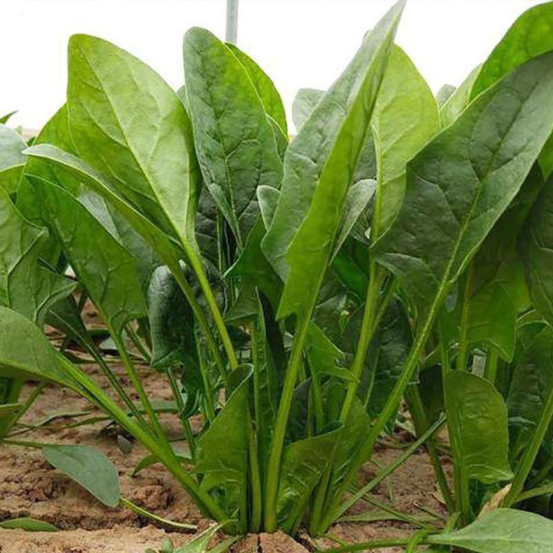 禧雅娜大叶菠菜种子大全菠菜种籽春秋冬四季农家蔬菜菠菜籽种