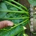 禧雅娜大叶菠菜种子大全菠菜种籽春秋冬四季农家蔬菜菠菜籽种