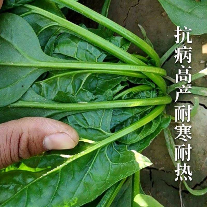 禧雅娜大叶菠菜种子大全菠菜种籽春秋冬四季农家蔬菜菠菜籽种