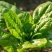 禧雅娜大叶菠菜种子大全菠菜种籽春秋冬四季农家蔬菜菠菜籽种