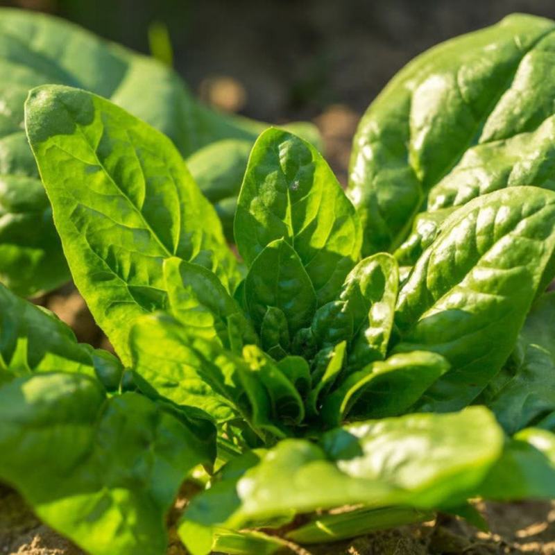 禧雅娜大叶菠菜种子大全菠菜种籽春秋冬四季农家蔬菜菠菜籽种