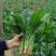 禧雅娜大叶菠菜种子大全菠菜种籽春秋冬四季农家蔬菜菠菜籽种