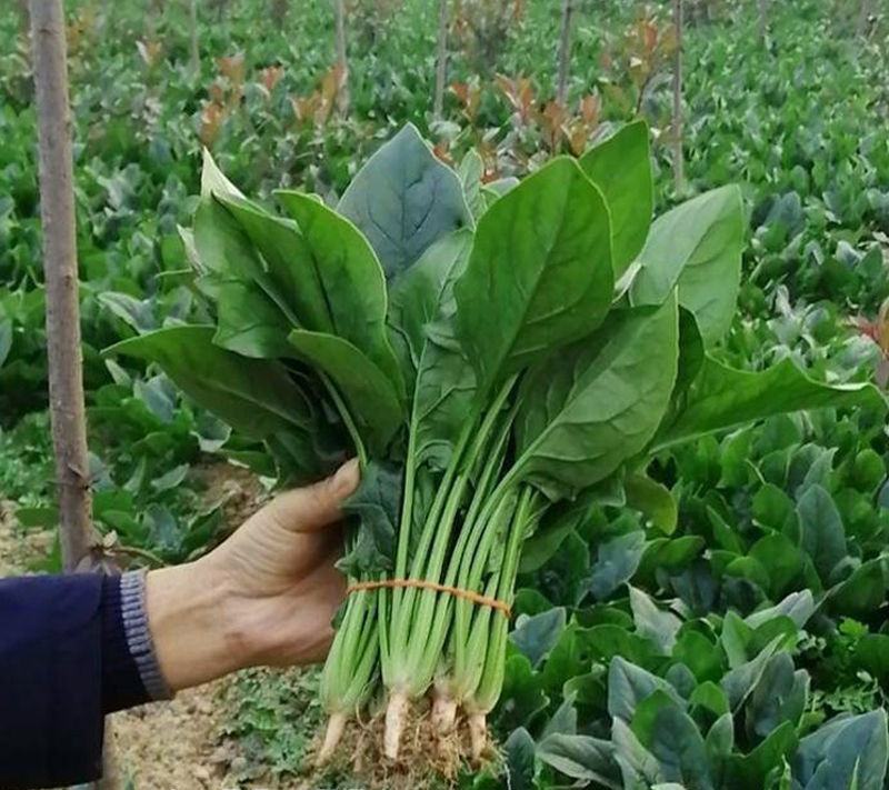 禧雅娜大叶菠菜种子大全菠菜种籽春秋冬四季农家蔬菜菠菜籽种