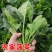 禧雅娜大叶菠菜种子大全菠菜种籽春秋冬四季农家蔬菜菠菜籽种