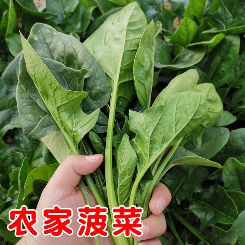 禧雅娜大叶菠菜种子大全菠菜种籽春秋冬四季农家蔬菜菠菜籽种