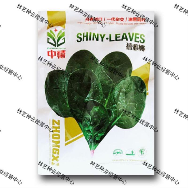 禧雅娜大叶菠菜种子大全菠菜种籽春秋冬四季农家蔬菜菠菜籽种