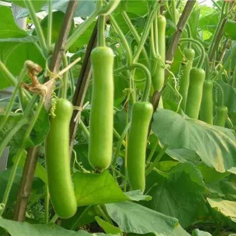 瓠子瓜种子蒲瓜葫芦瓜种子瓠瓜种籽春季蔬菜籽早熟瓠瓜高