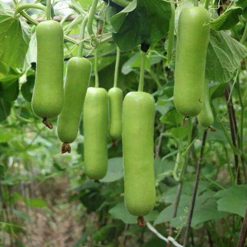 瓠子瓜种子蒲瓜葫芦瓜种子瓠瓜种籽春季蔬菜籽早熟瓠瓜高