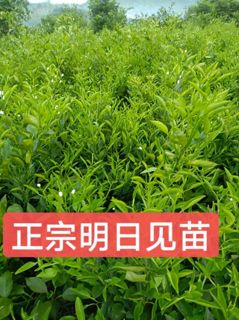 正宗明日见果苗，原产地发货，苗木健康粗壮漂亮果实脆甜多汁