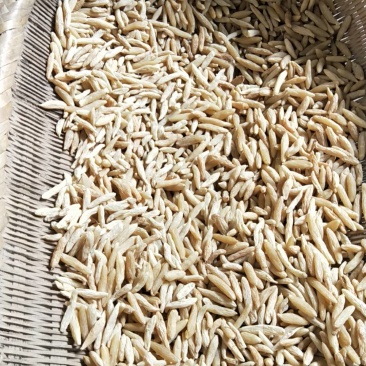 【品质优选】精品川麦冬，基地直销，欢迎客商来电咨询