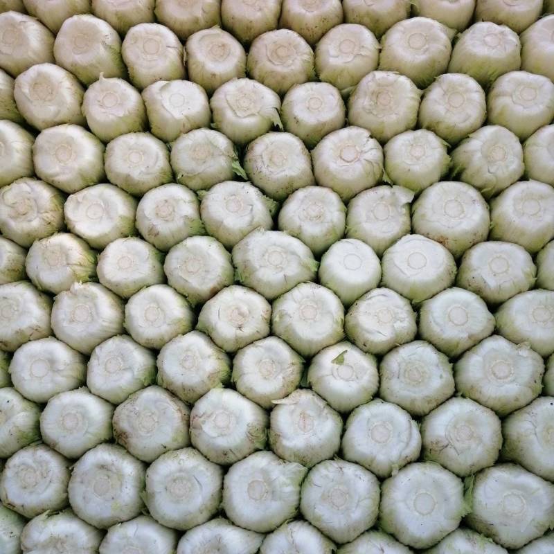 精神黄心白菜，精品玲珑黄白菜